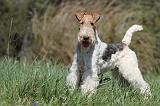 FOX TERRIER 364